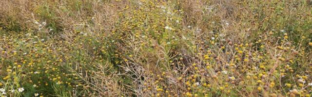 Nädal põllul: umbrohud võtavad võimust – glüfosaadid võivad päästa saagi