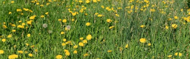 Uuring: taimed „karjuvad“ stressi korral, aga inimene neid lihtsalt ei kuule