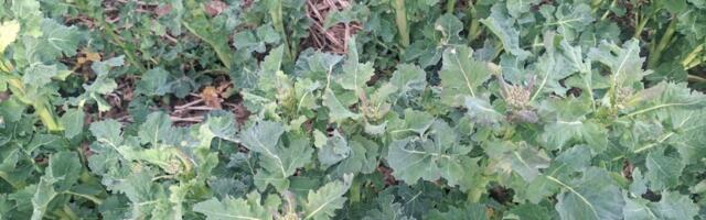 Öökülmade mõju taliviljadele: kahjustused paljastavad põldude nõrgad kohad