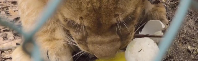 Reporter: Lõvidele jagati pühade puhul luigemune