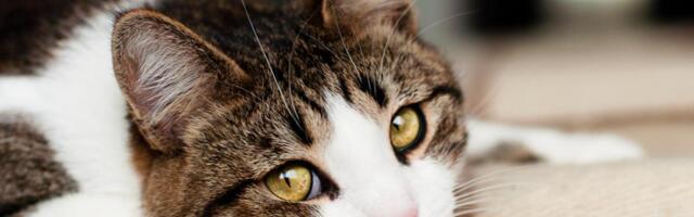 Märka varakult! Need märgid viitavad sellele, et sinu kass võib olla stressis ja õnnetu