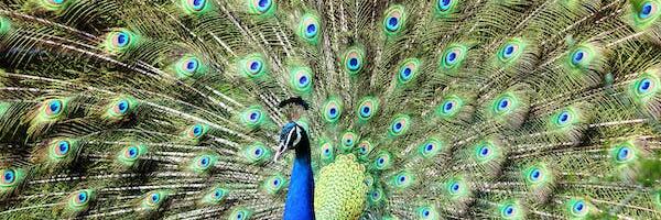 Ivo Rull „Populismi võidukäik“, 23. osa