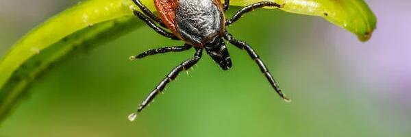 ChatGTP soovitab: mida teha puugihammustuse korral?