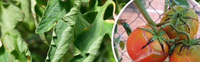 Miks tomat lõheneb ja lehed keerduvad? Tomatiekspert Ingrid Bender annab nõu