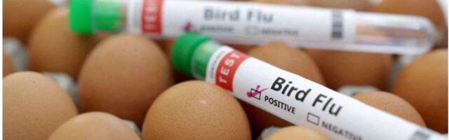 Influenza Vaccine Pushed After Bird Flu Detected in Victoria