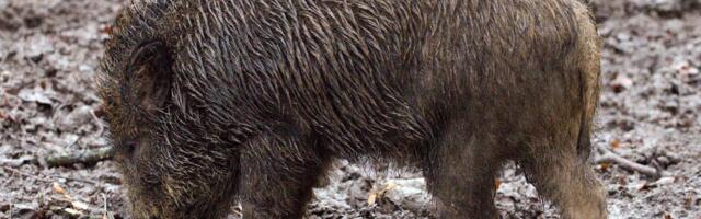 Regionaal- ja Põllumajandusministeerium jätkab metssealihakonservide hankimisega