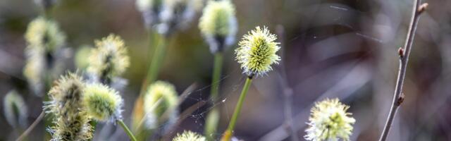 ILMATEADE | Päev püsib kevadiselt soe, öösiti on veel miinuskraade