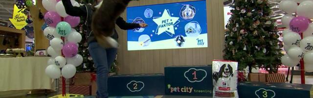 Reporter: Borderkolli Q toob kapist juua ja koristab ka toad ära