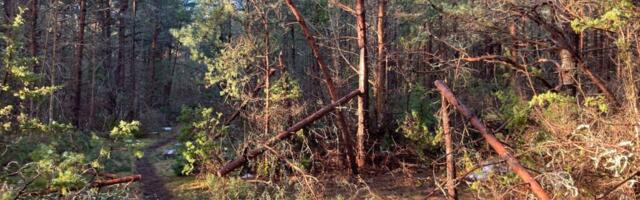 Kassari oli nii lage, et tuli istutada mänd