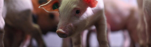 Lääne-Virumaal lõpetas tegevuse rekordarv ettevõtteid