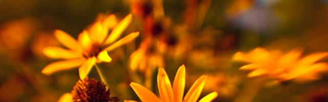 Nädalahoroskoop : 28. juuli - 3. august