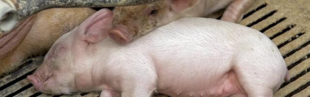Olukord Nurme farmis: katku on surnud veel rohkem sigu. PTA uut protesti ei karda