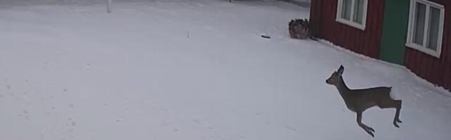 VIDEO | Kassaris tabas valvekaamera taluõuelt läbi kihutanud metskitse