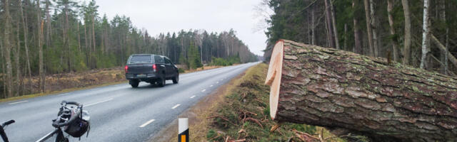 Luidja lepiku teeääred puhtad, puud endiselt ripakil