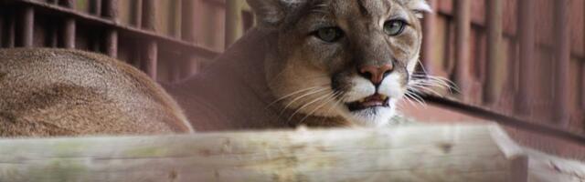 Hoiatus! Eesti metsades liigub ringi puuma