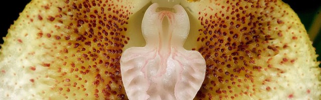 Orhidee Dracula saulii