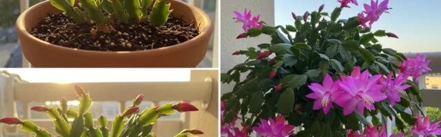 Lihtne vahend, mis paneb teie jõulukaktuse õitsema nagu lillepoe taim