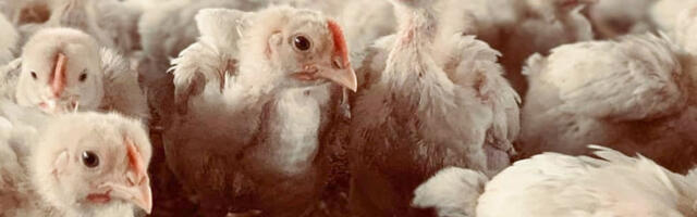 PTA: Nuudi hobitalu tauditõrje on toimunud reeglite kohaselt