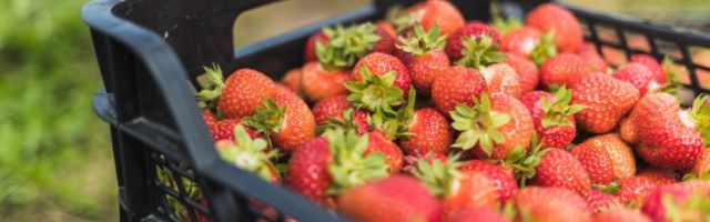 GRAAFIK | Vaata, kui palju erineb kohaliku maasika hind Soomes hindadest Eestis