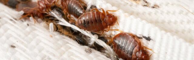 Hüsteeriaks pole põhjust? Prantsusmaa lutikapaanikat peetakse Venemaa netitrollide tööks