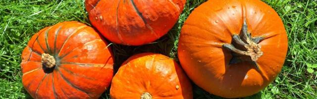 Viimsi Uudiste ühine nelikvedu