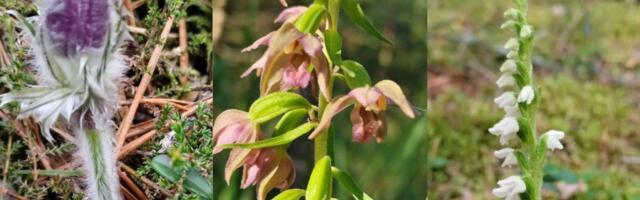 Nursipalus leiti 2052 haruldast ja kaitsealust taime