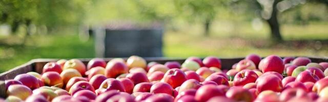 Poola panustab ELi nõukogu eesistujana ka põllumajanduse teemadele