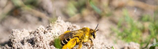 VIDEOD | Halika Õunatalus tegutsevad maa-alused mesilased, kellel on püksid naiste jalas