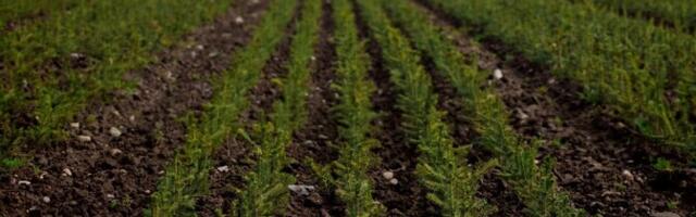 Puupõllud uuenevas metsaseaduses tekitavad eriarvamusi