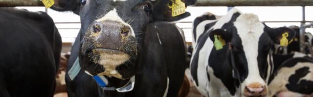 Eesti loomakasvatus püstitab rekordeid: piimatoodang kasvab, lihaveiste ja sigade näitajad paranevad