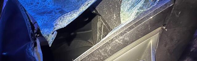 Loomad põhjustasid nädalavahetusel suuri õnnetusi: Märjamaal jooksis sõiduteele põder koos kahe vasikaga