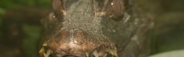 Reporter: Lõuna-Poola metsas nähti krokodilli!