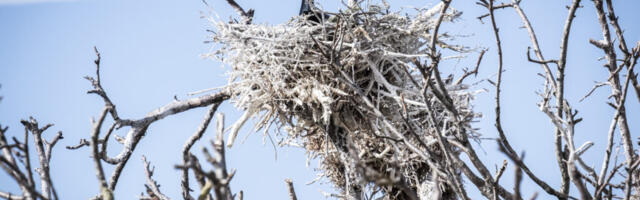 AASTA LIND | Orjaku linnuvaatlustornis avati kormorani tutvustav näitus