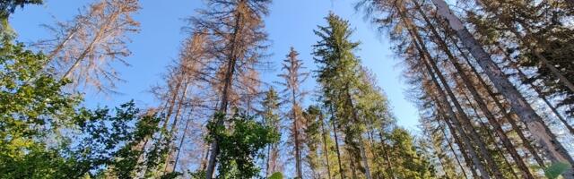 Kuuse-kooreüraski tõrje esimene etapp on käes