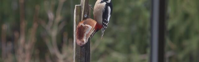 Uuring: lindude vaatlemine võib aeglustada aju vananemist
