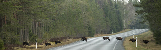 Kiireim liik maakeral ohustab teisi