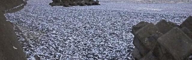 Jaapanis uhtus kaldale tuhandeid tonne surnud kalu, põhjuseks võib olla Fukushima radioaktiivne vesi