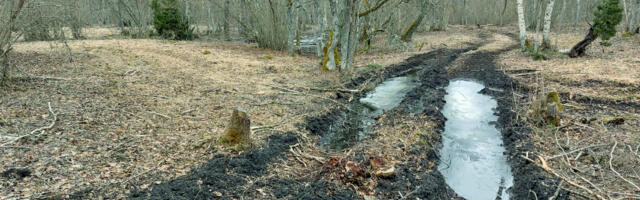 Keskkonnaameti tellitud raietööd pöörasid segamini Euroopa liigirikkaima puisniidu