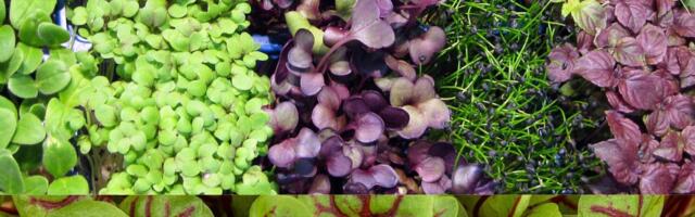 Kasvata endale ise kevadine vitamiinipomm