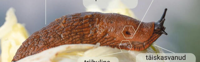 Hispaania teetigude ko­gu­mi­ne Kuusalus