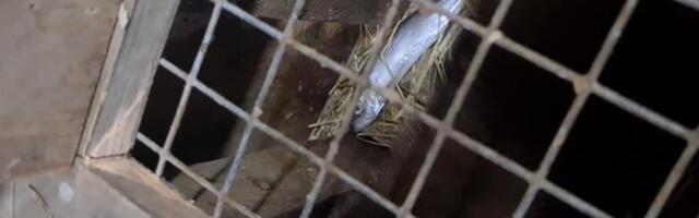 Mis tunne on olla loomaaia talitaja? „Sain esimesel tööpäeval hammustada“