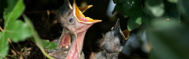 Vabatahtlikud metsakaitsjad ootavad liitujaid: aita kontrollida pesitsusrahust kinnipidamist!