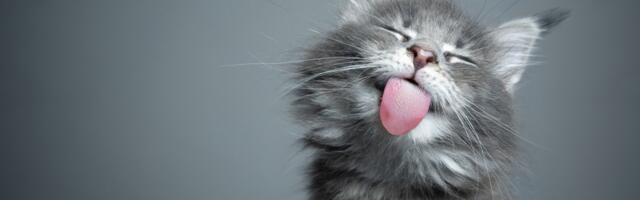 17. jaanuar: Kaksikute maailm on täis ahvatlusi, Kaljukits valmistub vastutama