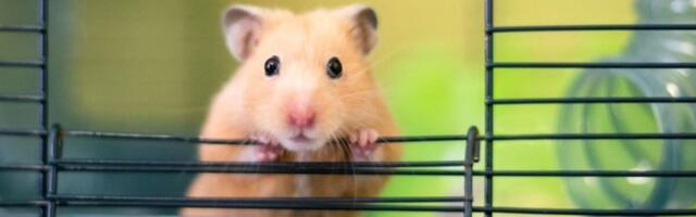 Hamster võib koroonasse nakatuda ja ka inimest nakatada