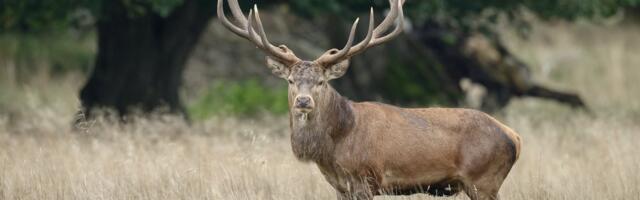 VIDEO | Vaata, kuidas uhkete sarvedega hirvepull võimsate möirete saatel pulmatralli peab