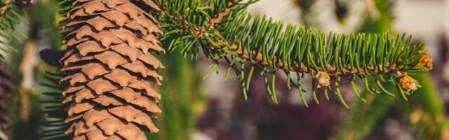 Metsainfo koondub Keskkonnaportaali