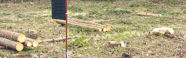 Käes on kuuse-kooreüraski tõrje esimene etapp – püünispuude langetamine