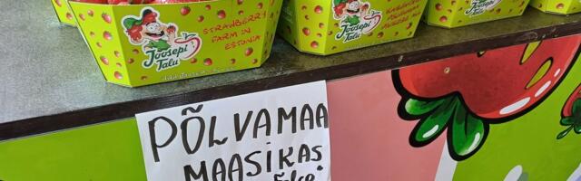 Eesti maasikas valmib tänavu hiljem ja tuleb turule kallima hinnaga