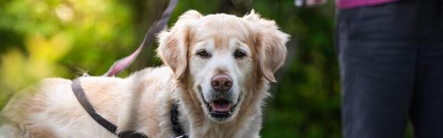 Tartus peab avalikus kohas koer olema rihma otsas