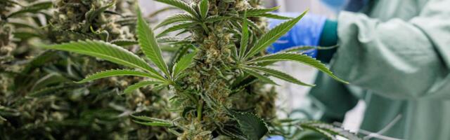 Kas Saksamaa majanduse päästerõngaks osutub …. kanep?